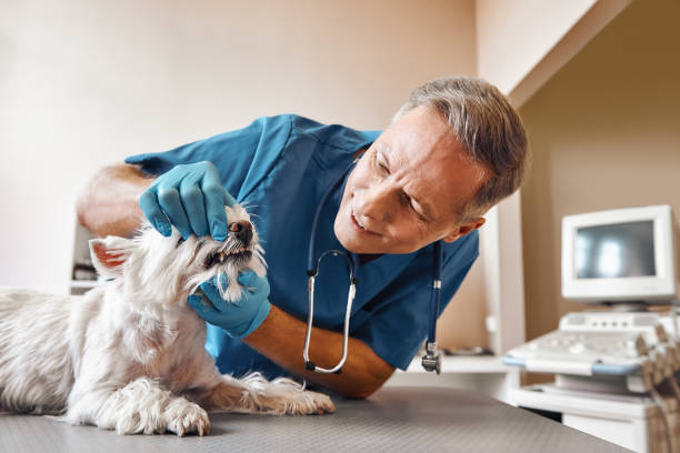 Best Pediatric Emergency Dentist in Beckett, NJ